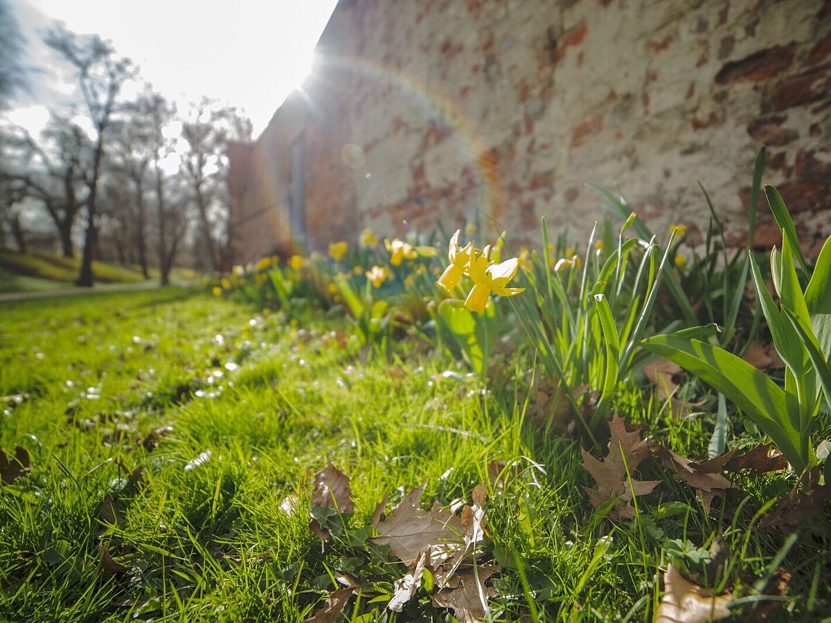 Die ersten Krokusse blühen geschützt an einer Stadtmauer.