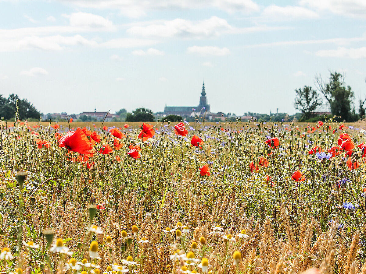 Symbolbild – Ländliche Räume – Feld bei Greifswald – Foto: A. Arlt 