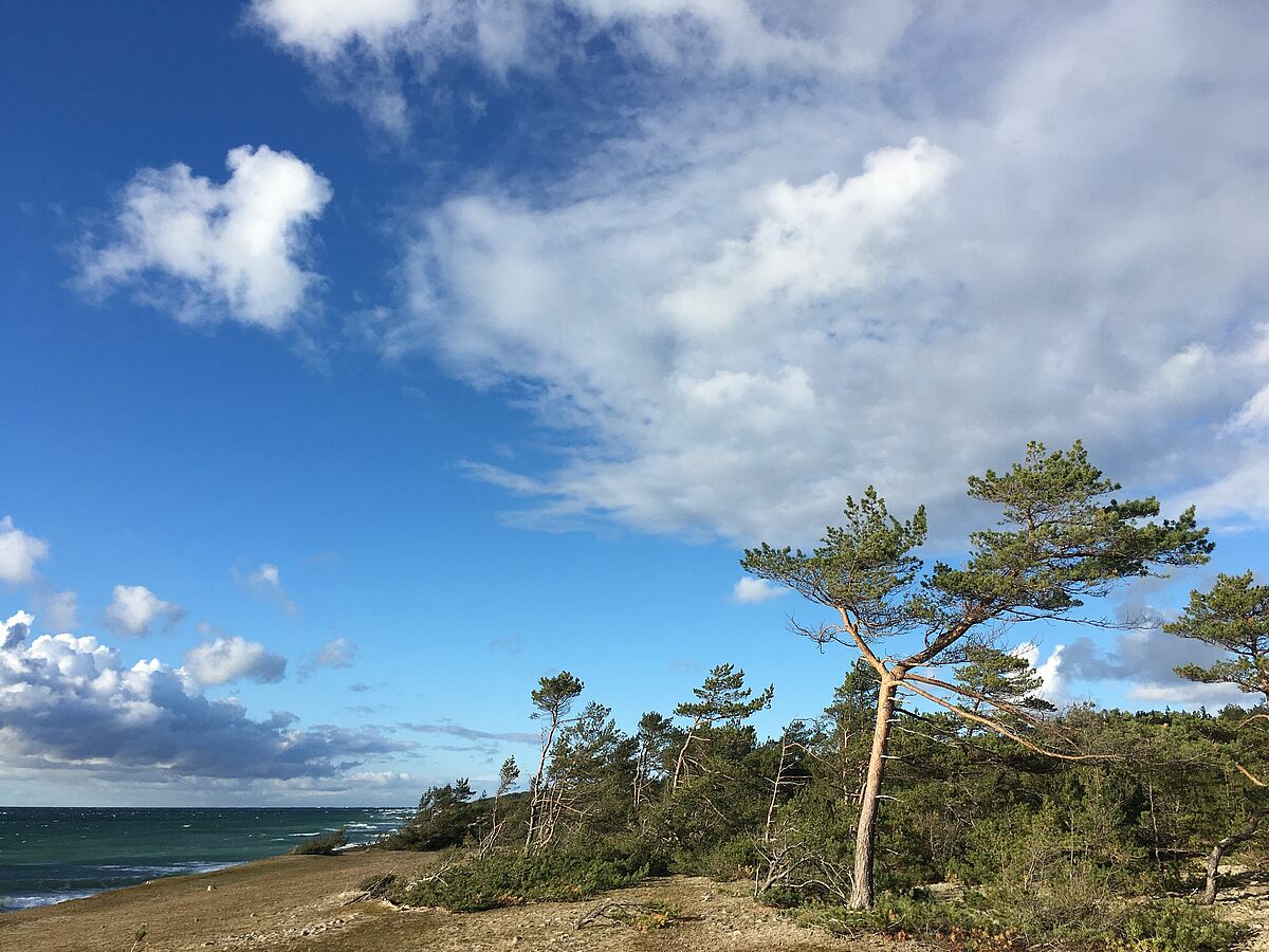 Kiefernwälder am Ostseestrand - Foto: Karolina Janecka Kiefernwälder am Ostseestrand - Foto: Karolina Janecka