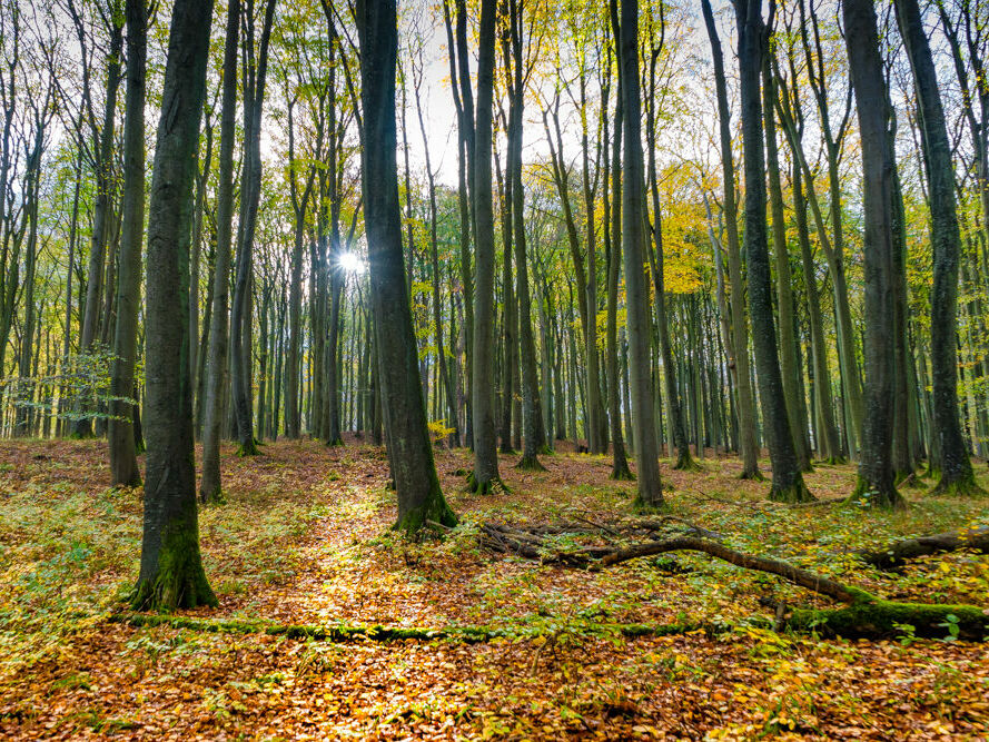 Im Waldboden wird ungefähr doppelt so viel Methan gespeichert als in Grünlandböden. ©Jan-Meßerschmidt, 2020