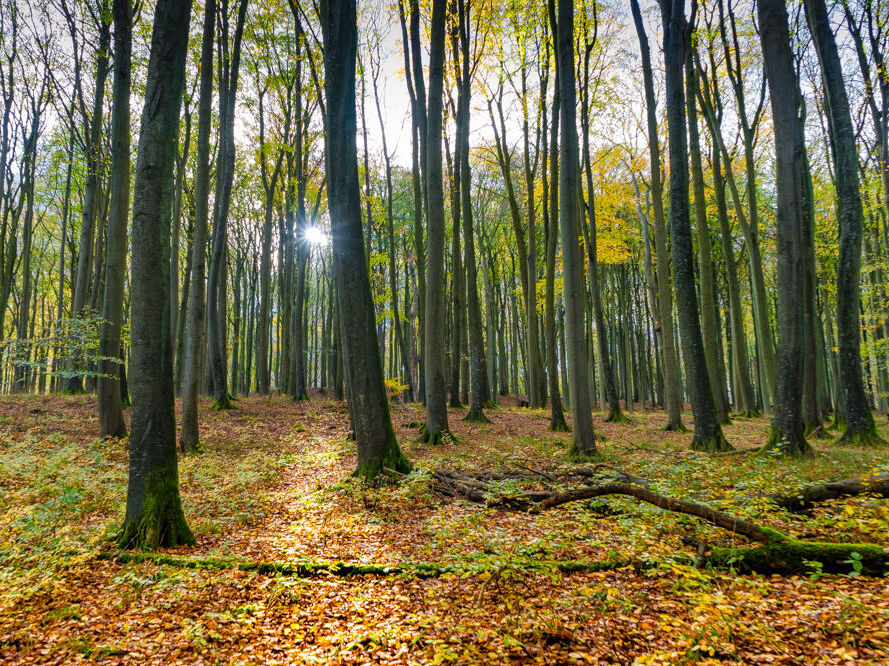 Zu sehen ist ein Wald auf der Insel Rügen.