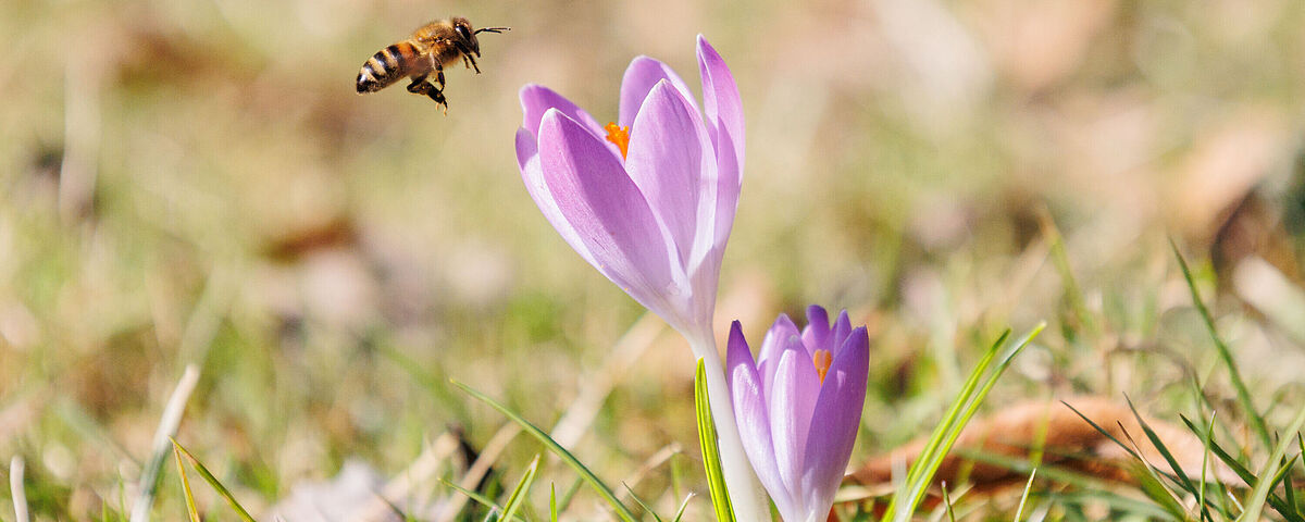 Krokusse und Karrendorfer Wiese Lilafarbene Krokusse werden von einer Biene angeflogen.
