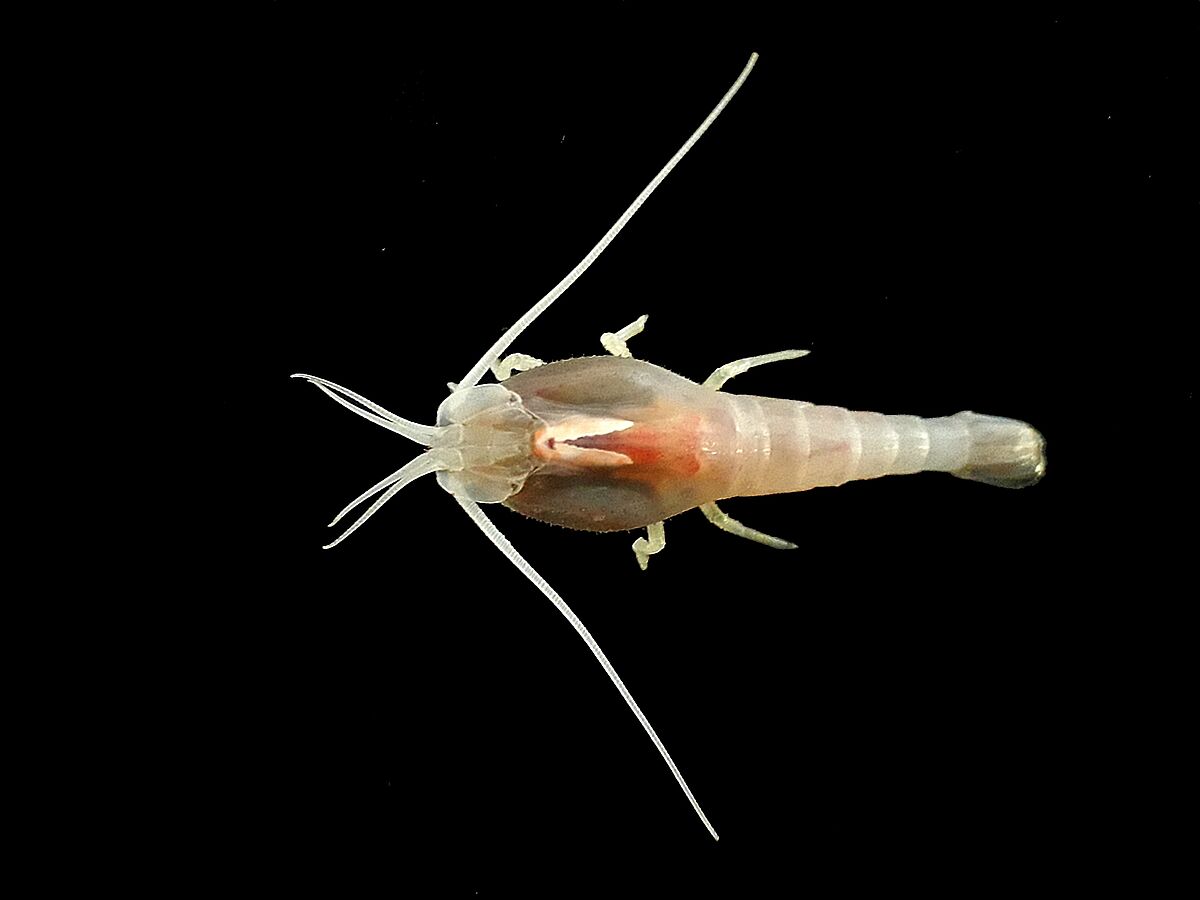 Ein Überlebenskünstler der Tiefsee: die Tiefseegarnele Rimicaris exoculata. – Foto: Magali Zbinden