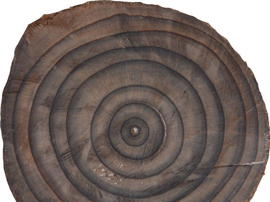 Im Projekt ArchaeoForest suchen Forschende in alten Holzfunden nach dem Wald der Zukunft, ©Landesamt für Archäologie Sachsen 
