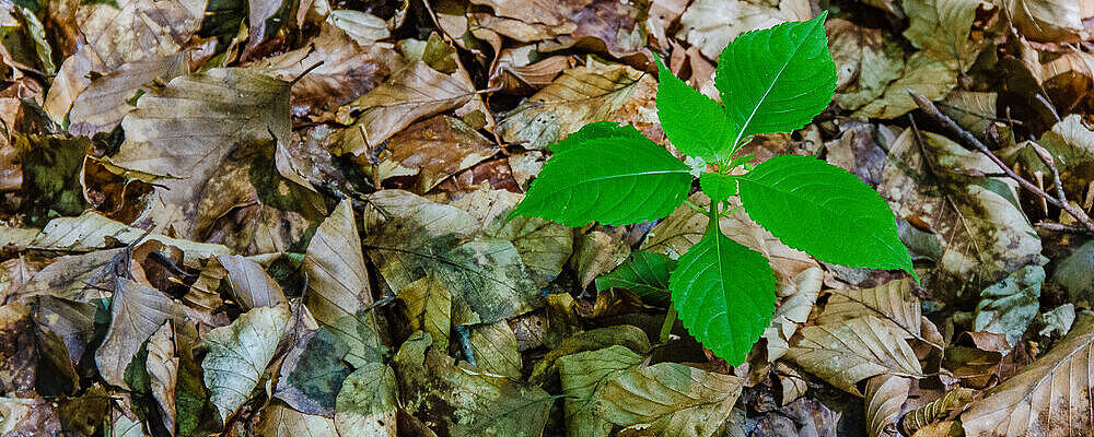 Es ist eine Pflanze auf dem Waldboden zu sehen.