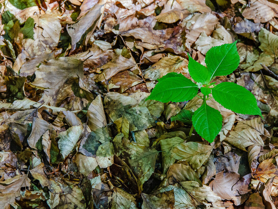Pflanze auf einem Waldboden