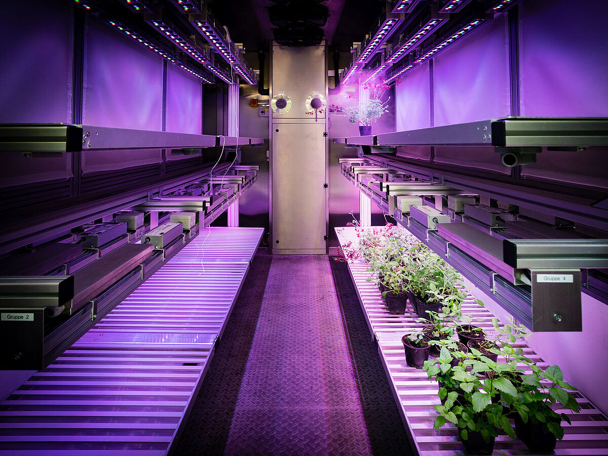 view into a test container; plants are standing on illuminated tables