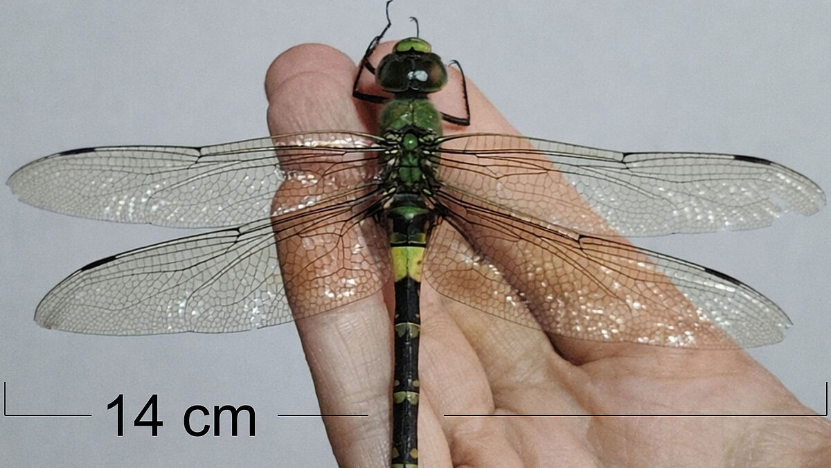 Grafik: Sauerstoff bestimmt offenbar nicht die Körpergröße von Insekten.
