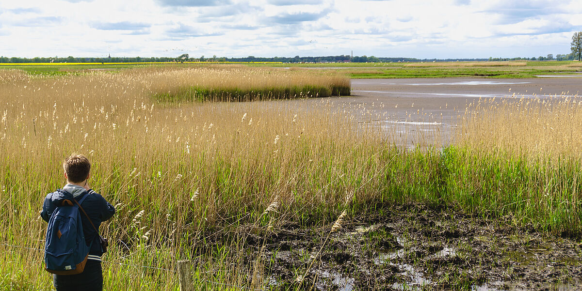 Die Karrendorfer Wiesen mit einem grünen Schilfgürtel, und ganz weit hinten ist die Silhouette Greifswalds zu sehen.