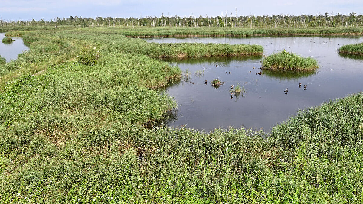 Rewetted peatland in the Anklamer Stadtbruch