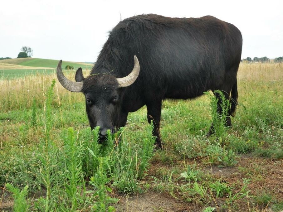 Water buffalo, © Benjamin Herold