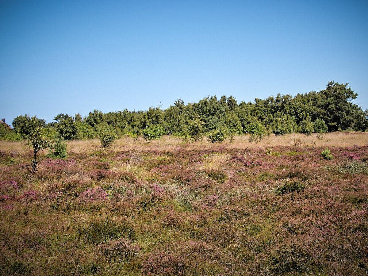 Hiddenseer Dünenheide ©Theodor_Fiedler