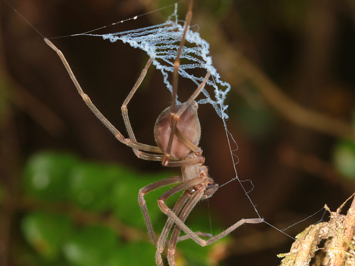 Die Otway-Krallenspinne knüpft ein leiterförmiges Fangnetz – Foto: Martín J. Ramírez