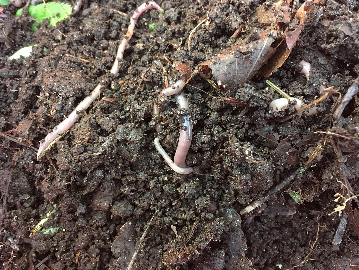 Regenwürmer graben sich in wenigen Minuten in den arktischen Boden ein. Foto: Gesche Blume-Werry