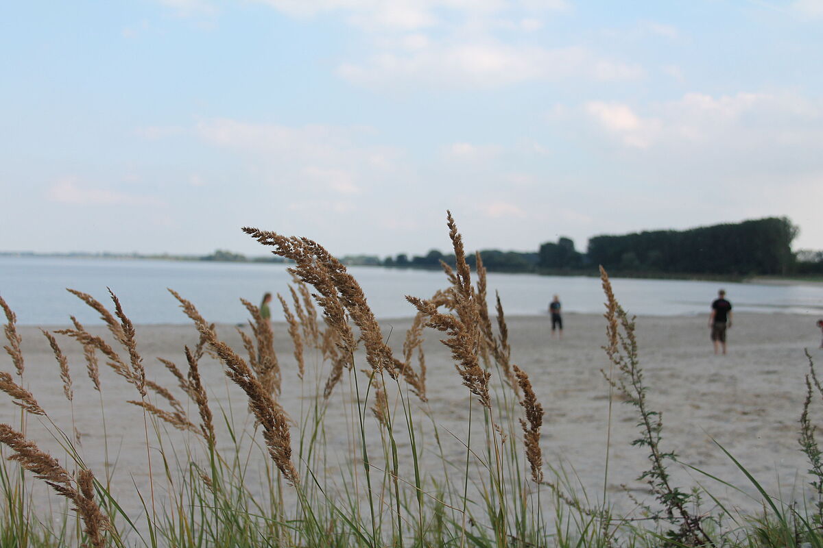 Eldena Strand Im Vordergrund sieht man Seegras. Im Hintergrund den Sandstrand und das Wasser des Greifswalder Boddens.