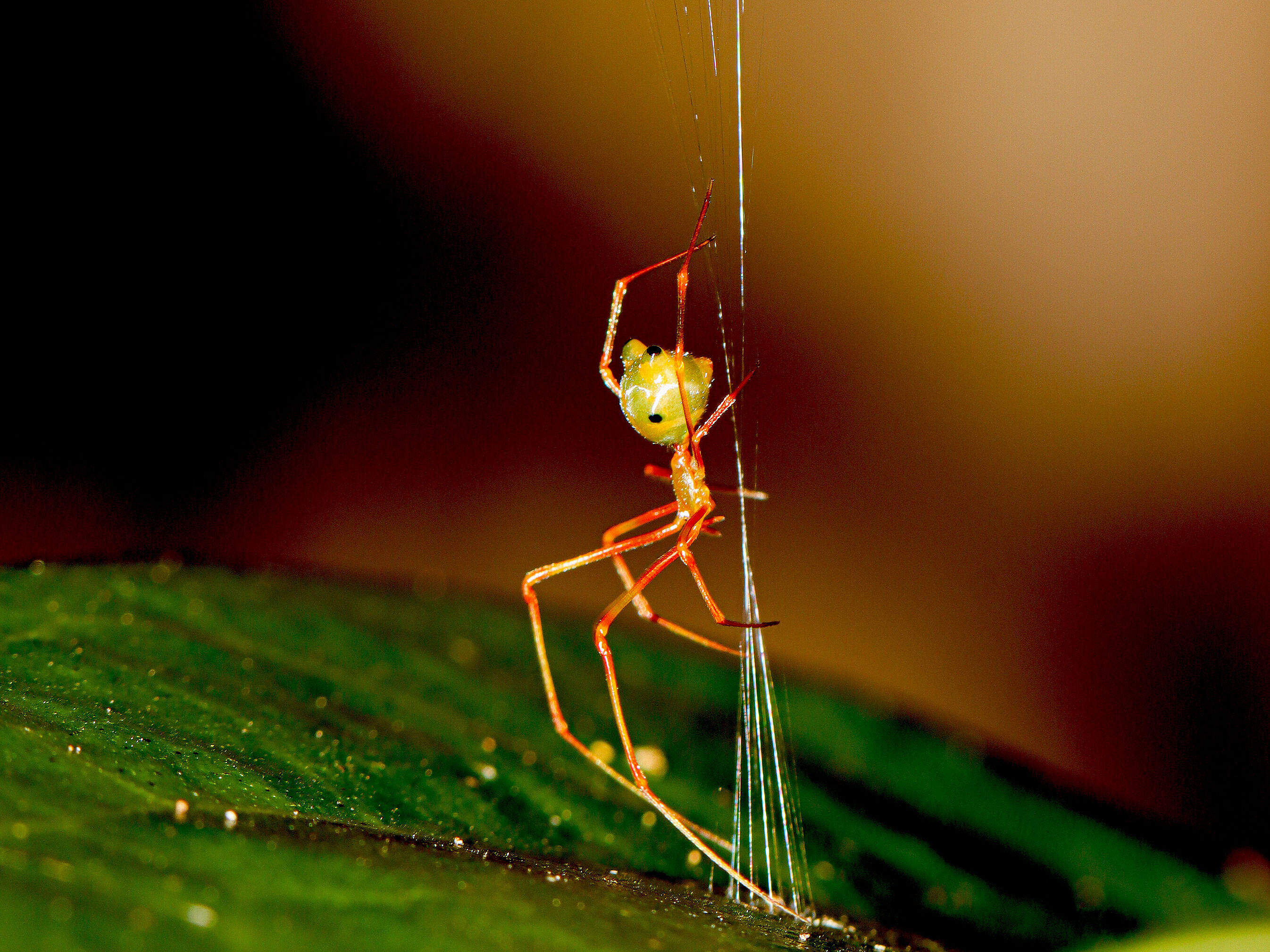 The ballista spider building its trap A spider crawling down a thread attached to a leaf.