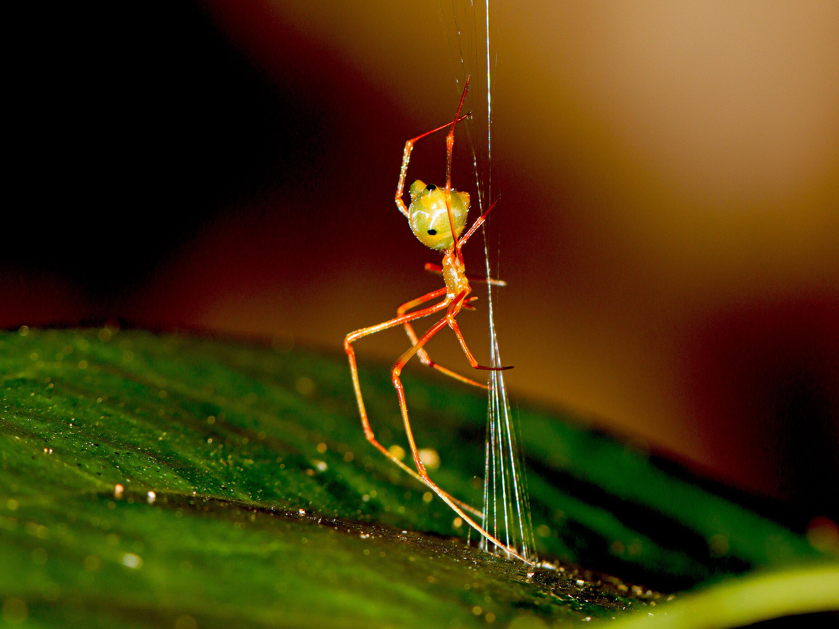 Ballista-Spinne beim Bau der Falle Eine Spinne krabbelt an einem Faden runter, im Hintergrund ist es grünes Blatt zu sehen.