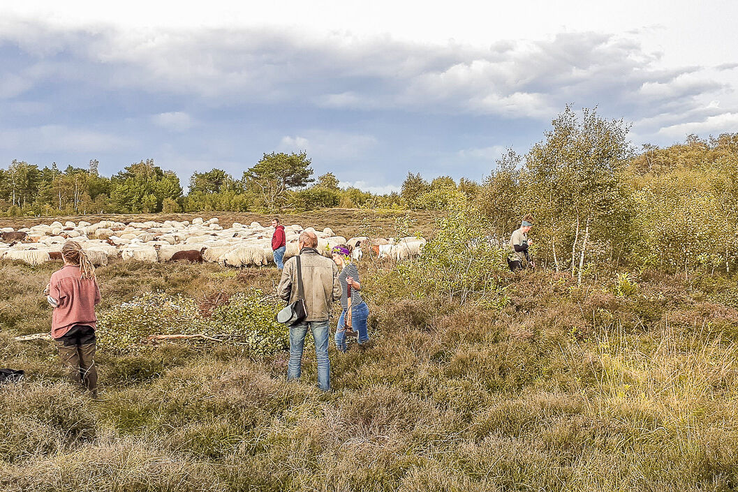Heidepflege mit Entbuschung und Schafbeweidung sind zwei Maßnahmen, die für den Erhalt der Heidelandschaft sorgen. – Foto Anna Heide Edner.