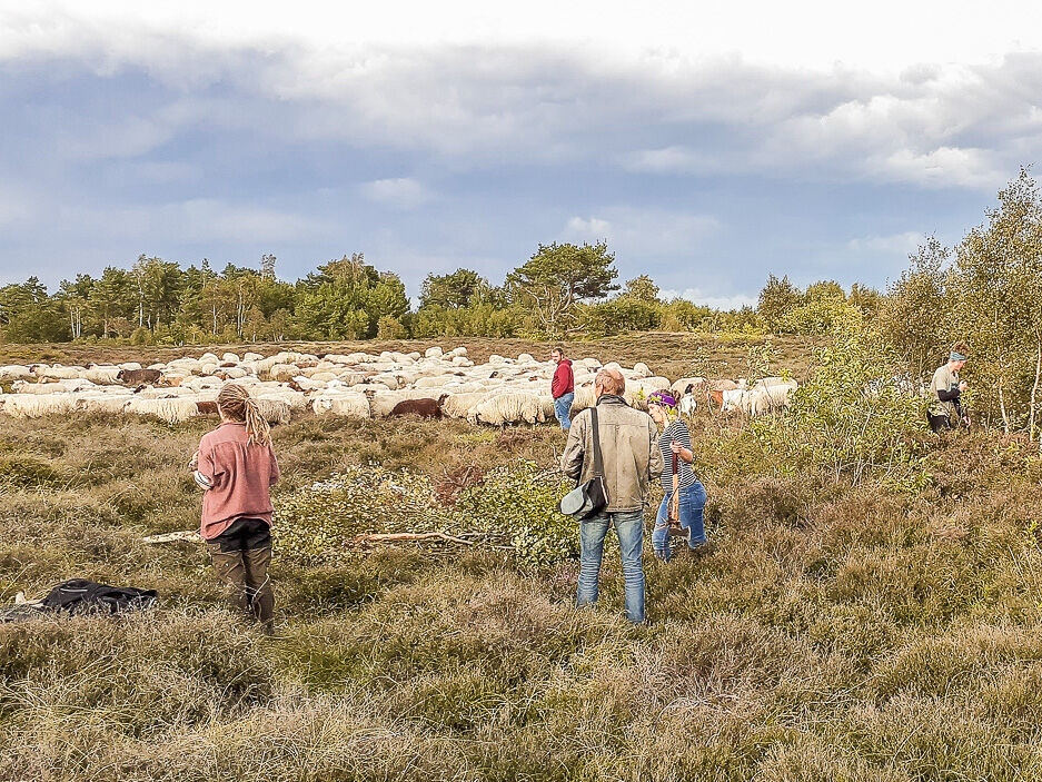 Heidepflege mit Entbuschung und Schafbeweidung sind zwei Maßnahmen, die für den Erhalt der Heidelandschaft sorgen. – Foto: Anna Heide Edner