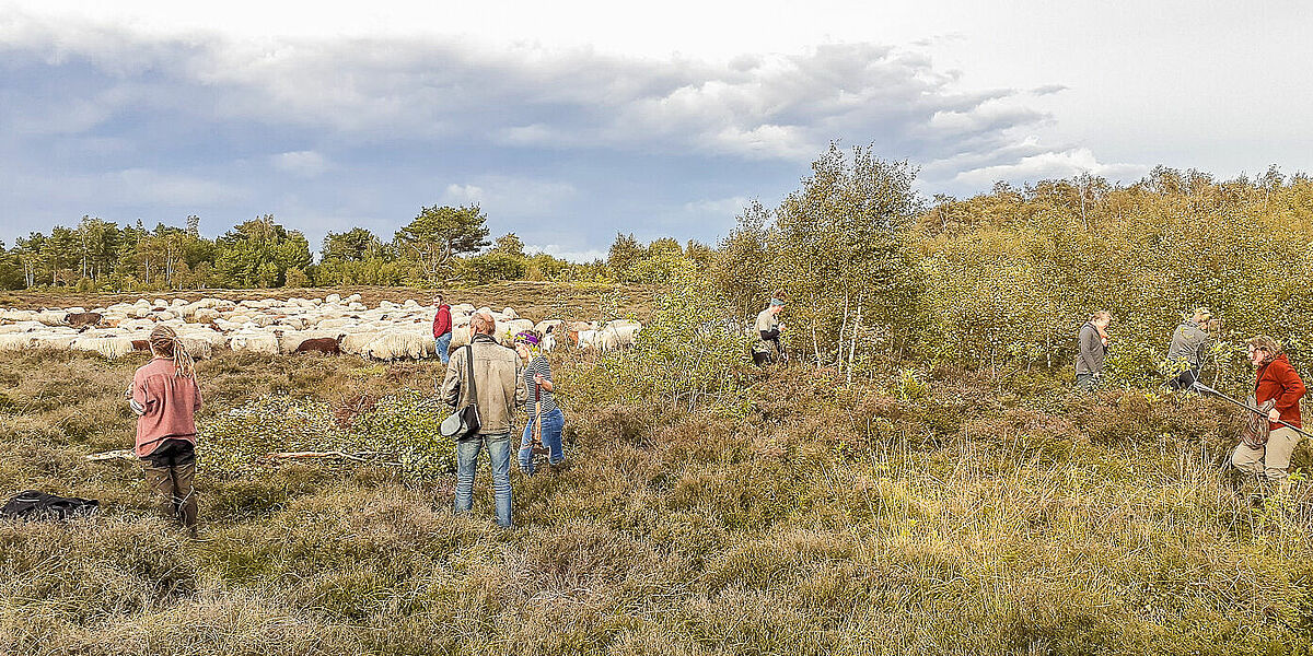 Heidepflege mit Entbuschung und Schafbeweidung sind zwei Maßnahmen, die für den Erhalt der Heidelandschaft sorgen. - Foto Anna Heide Edner